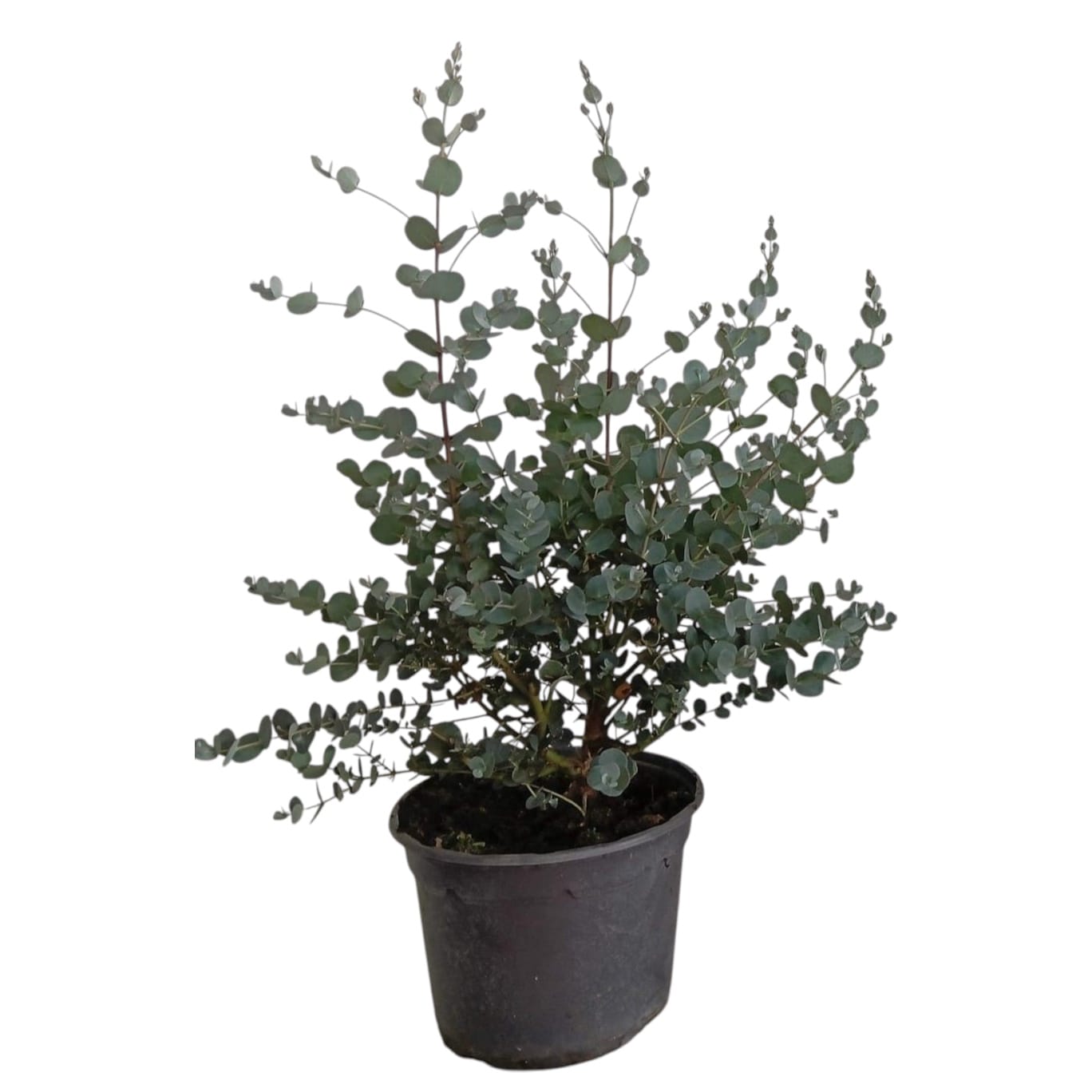 Eucalipt - Eucalyptus gunnii D19