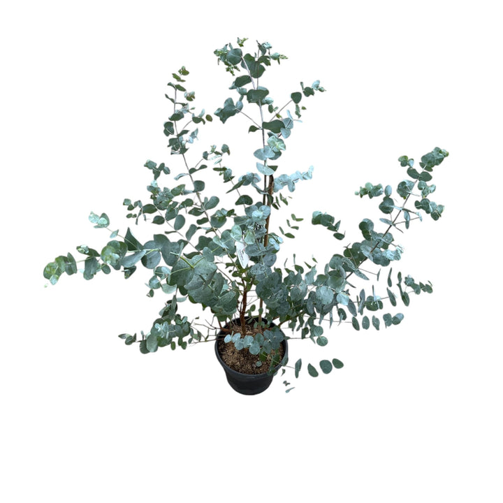 Eucalipt - Eucalyptus cinerea (Silver Dollar)