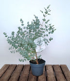 Eukalyptus - Eucalyptus gunnii 'Blue Ice'