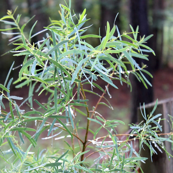Eucalyptus nicholii (Willow Peppermint)