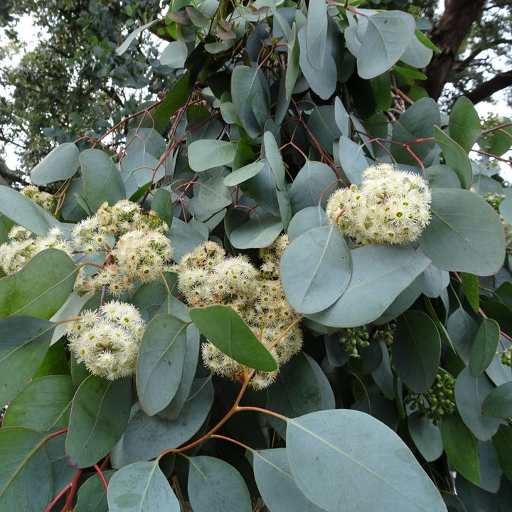 Eucalyptus polyanthemos