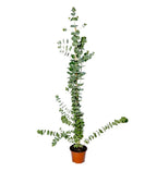 Eucalyptus pulverulenta 'Baby Blue'