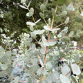 Eucalipt - Eucalyptus urnigera (Urn Tree)