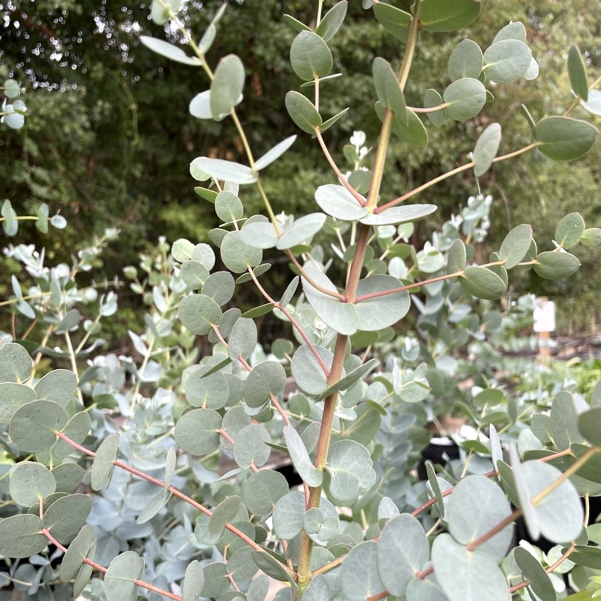 Eucalipt - Eucalyptus urnigera (Urn Tree)