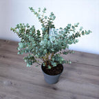 Eucalipt - Eucalyptus urnigera (Urn Tree)