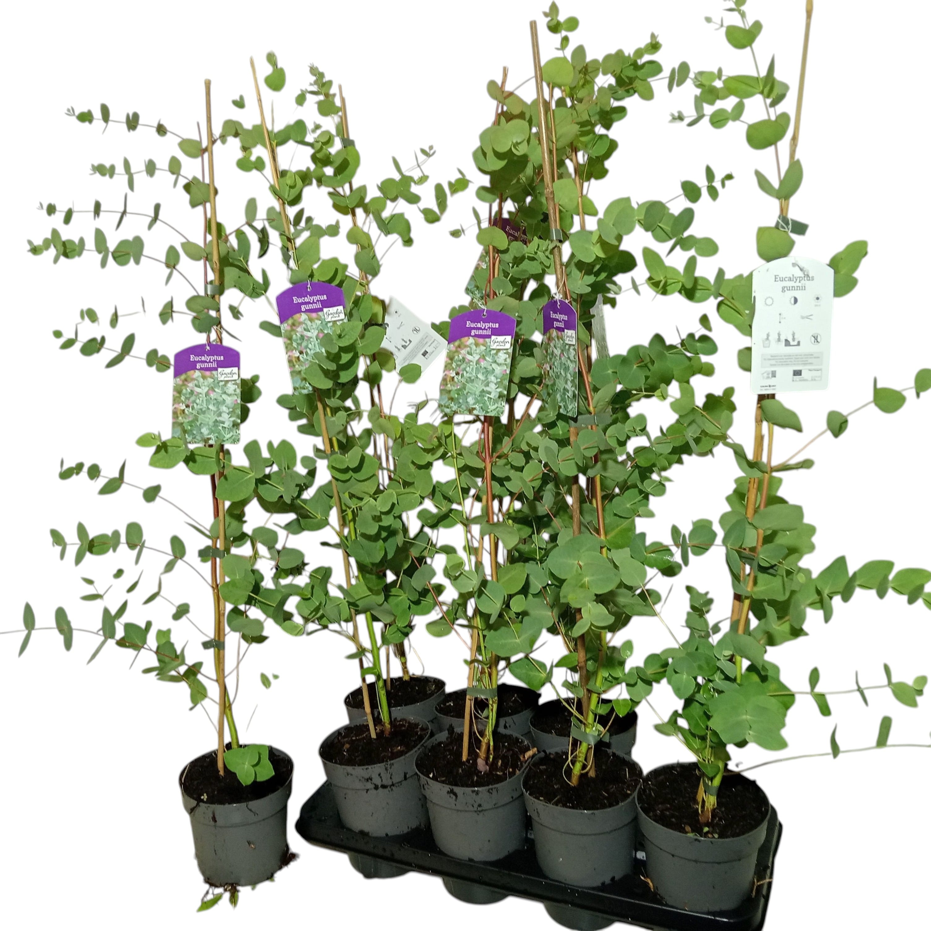 Eucalipt - Eucalyptus gunnii D14