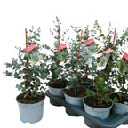 Eukalyptus - Eucalyptus gunnii D19