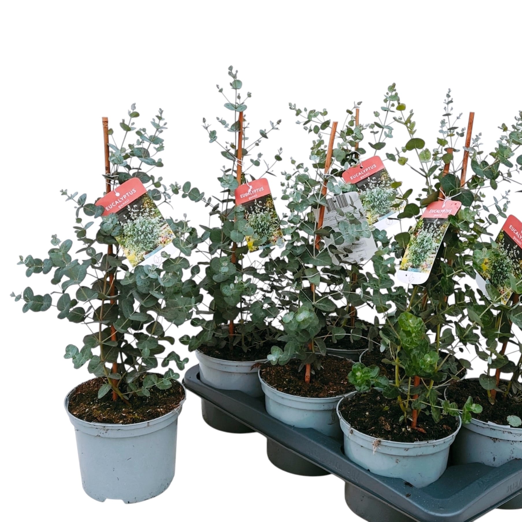 Eucalipt - Eucalyptus gunnii D17