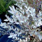 Eucalipt - Eucalyptus 'Moon Lagoon'