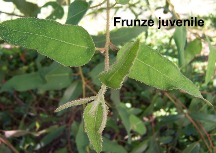 Eucalipt cu parfum de citrice - Eucalyptus citriodora (Corymbia citriodora)