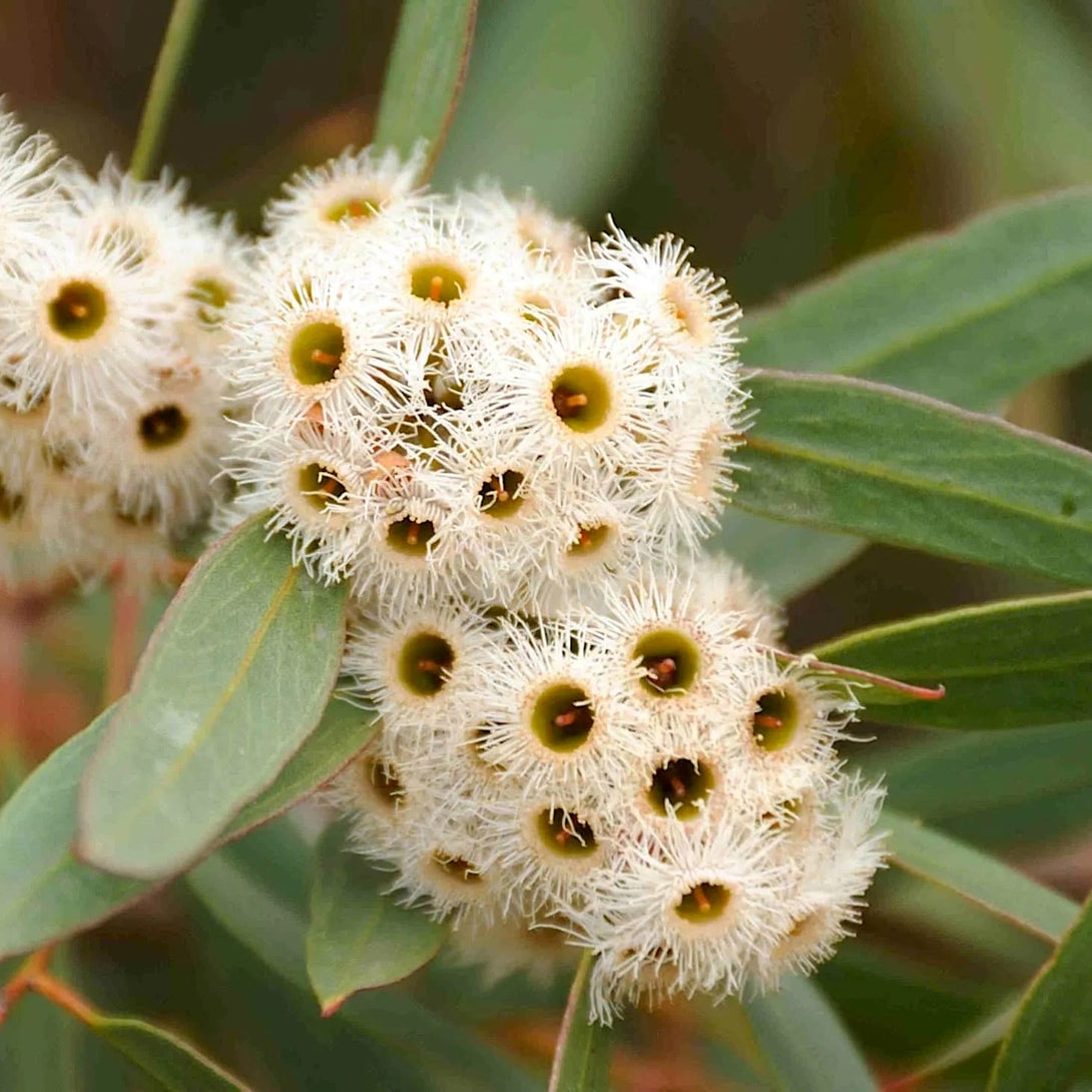 Eucalyptus citriodora (Corymbia citriodora)