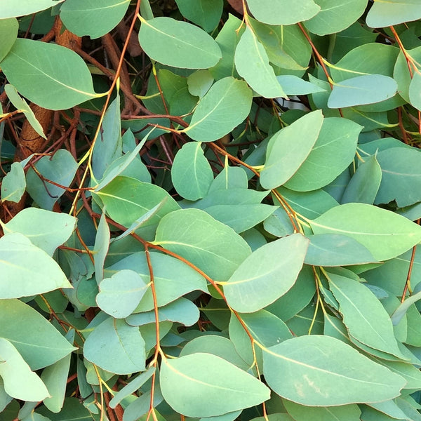 Eucalipt - Eucalyptus dalrympleana (Mountain Gum)