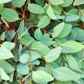 Eukalyptus - Eucalyptus dalrympleana (Mountain Gum)