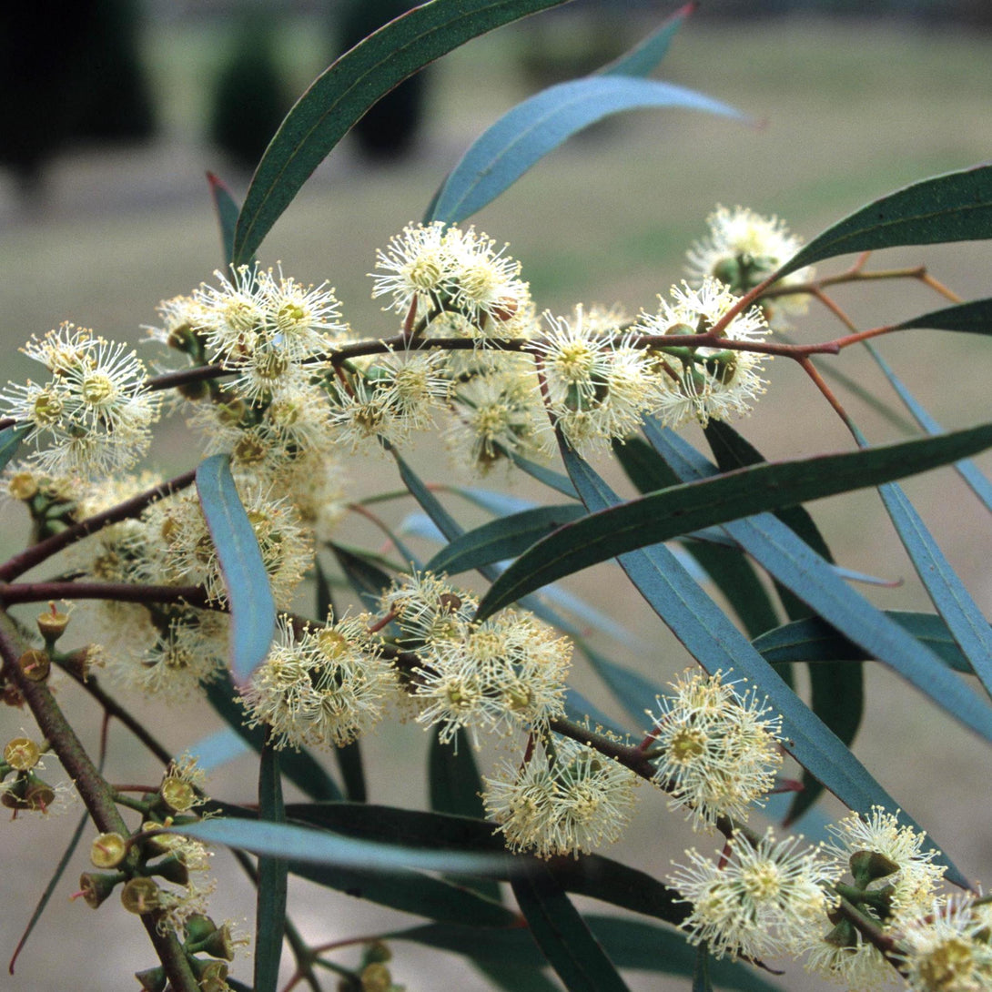 Eucalyptus nicholii (Willow Peppermint)