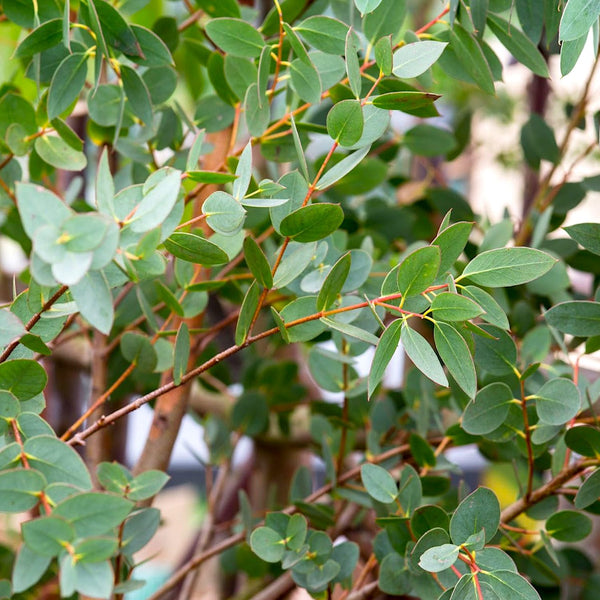 Eucalipt - Eucalyptus parvula (Eucalyptus parvifolia)
