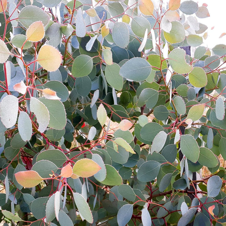 Eucalyptus polyanthemos