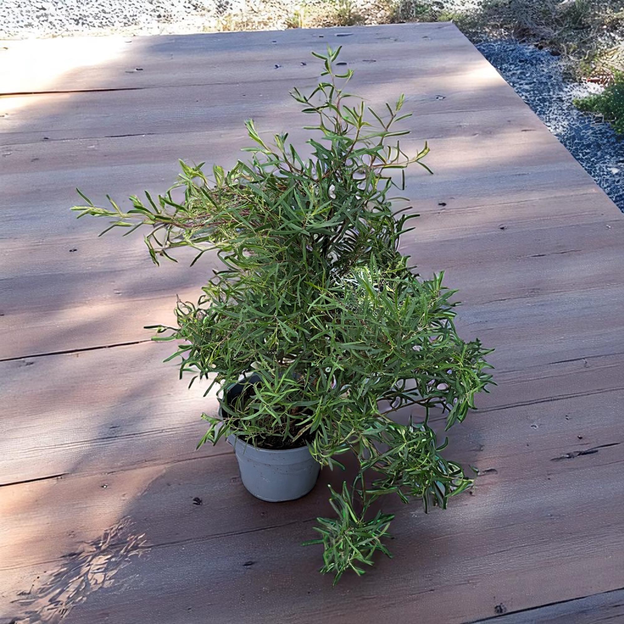 Eucalipt - Eucalyptus pulchella (syn. E. linearis)