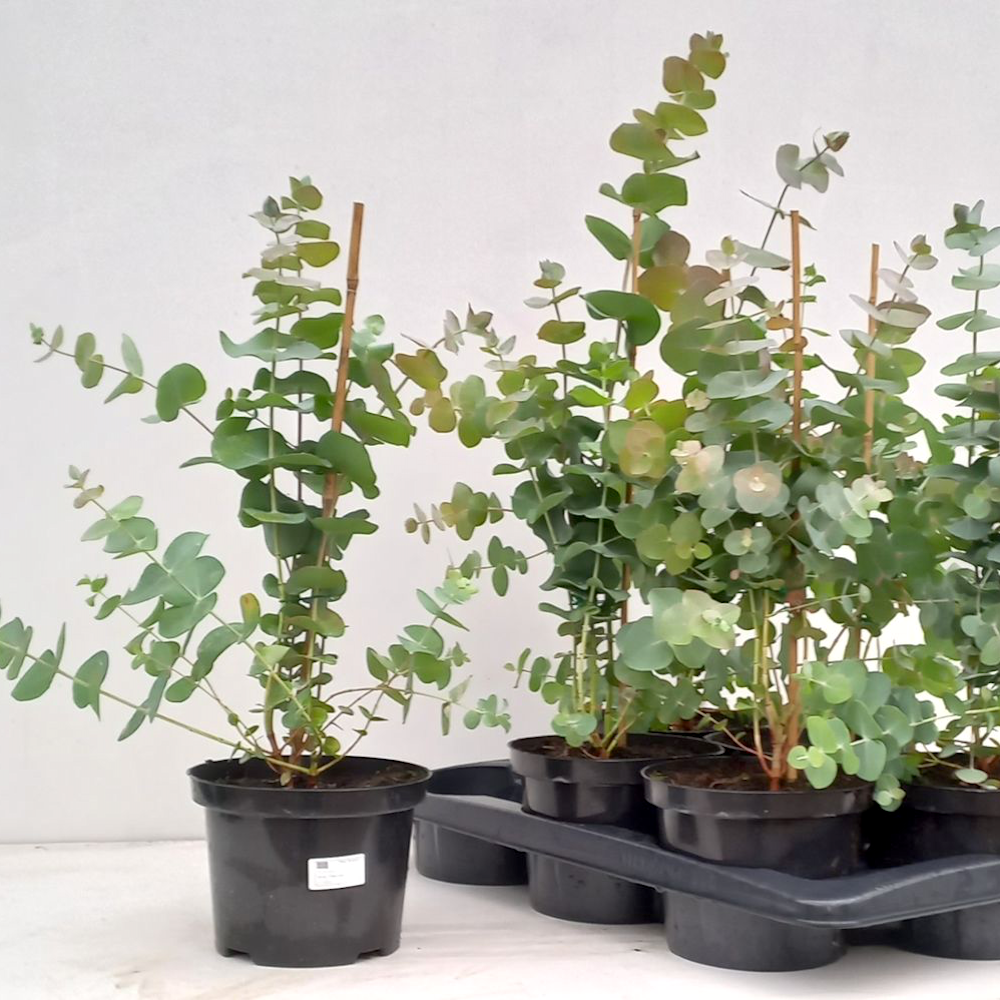 Eucalipt - Eucalyptus pulverulenta 'Baby Blue'