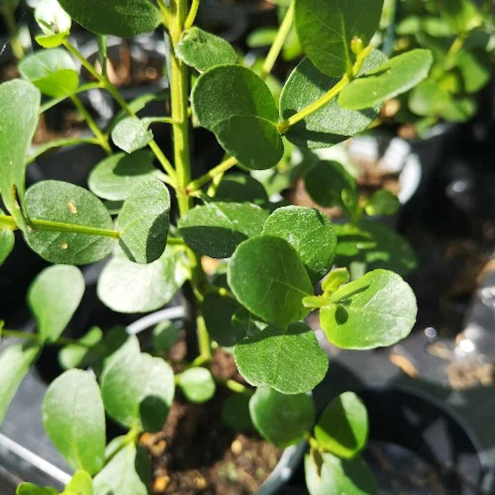 Eucalyptus subcrenulata (Alpine Yellow Gum)