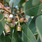 Eucalyptus urnigera (Urn Tree)