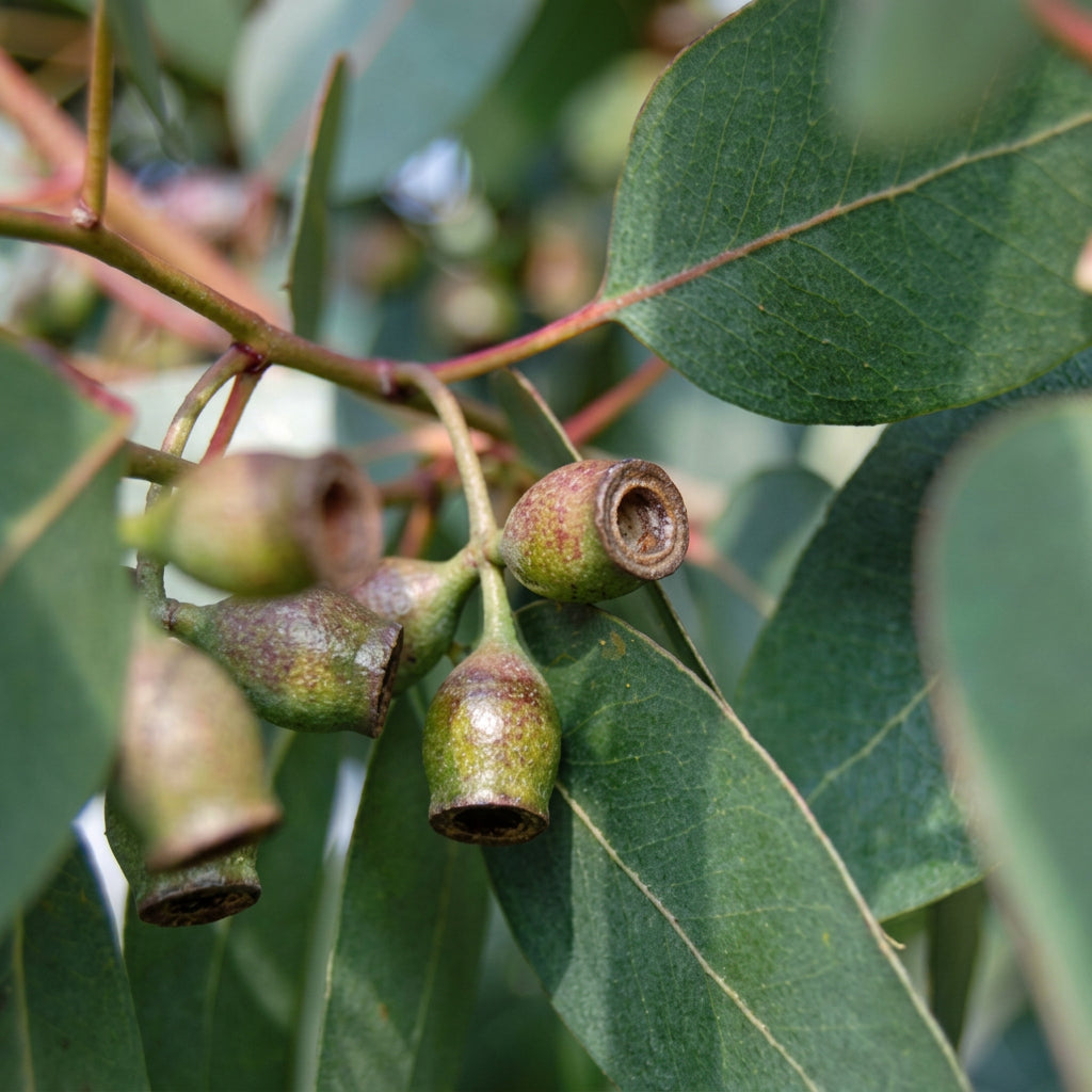 Eucalyptus urnigera (Urn Tree)