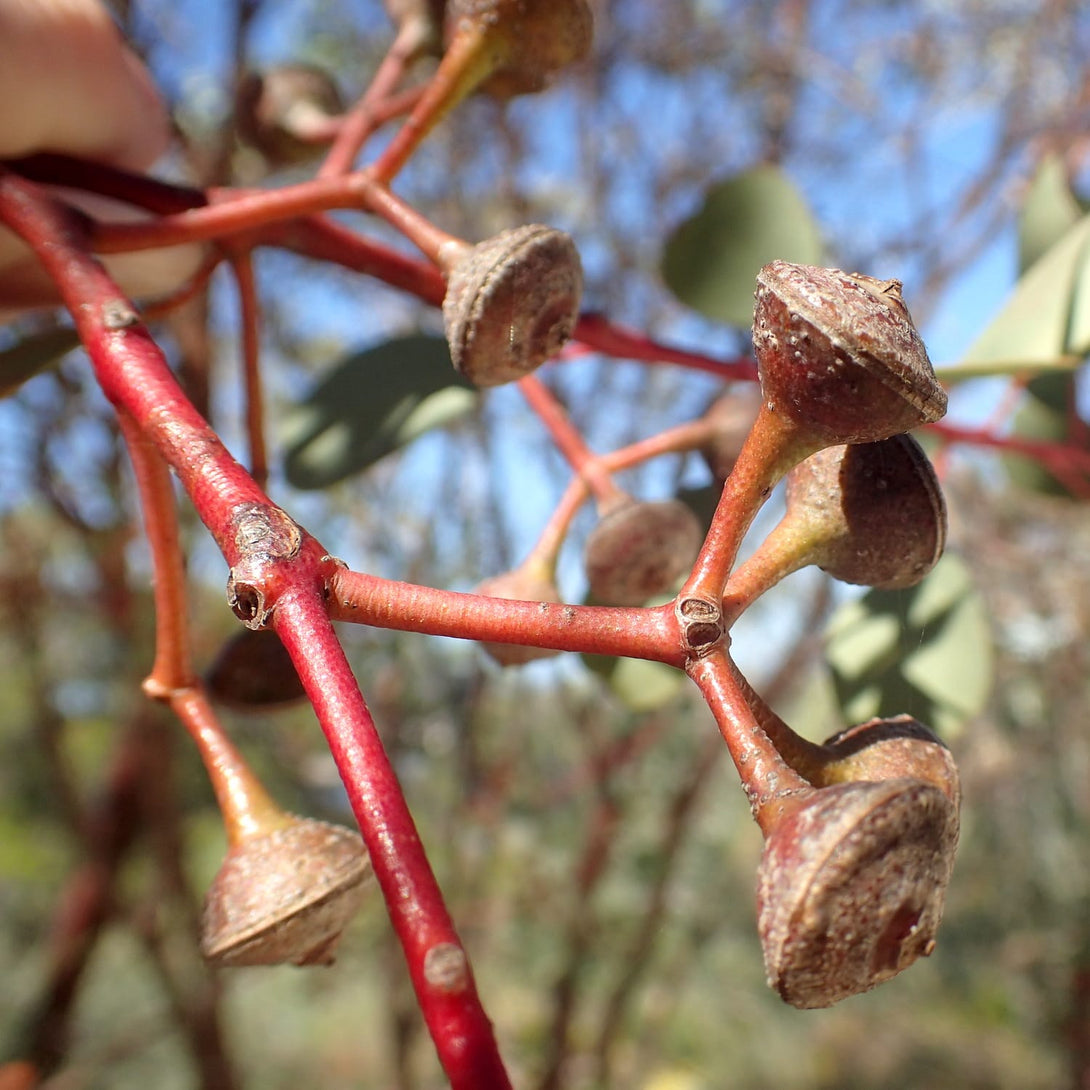 Eucalyptus websteriana (Heart Leaf)