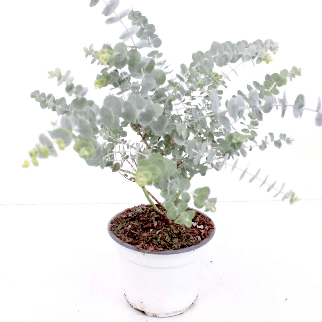 Eucalyptus - Eucalyptus cinerea (Silver Dollar) – Floraria Secret ...