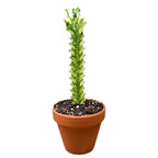 Euphorbia mayurnathanii f. variegata