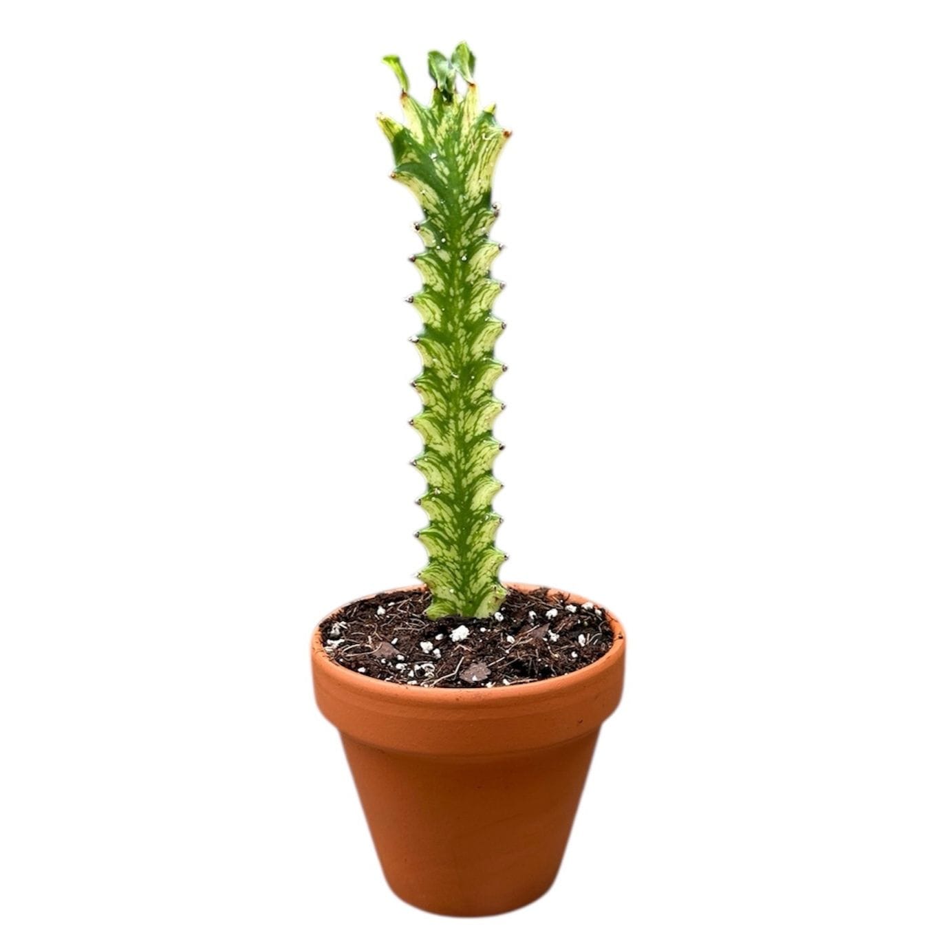 Euphorbia mayurnathanii f. variegata