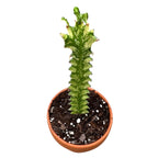 Euphorbia mayurnathanii f. variegata