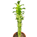 Euphorbia mayurnathanii f. variegata