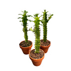 Euphorbia mayurnathanii f. variegata