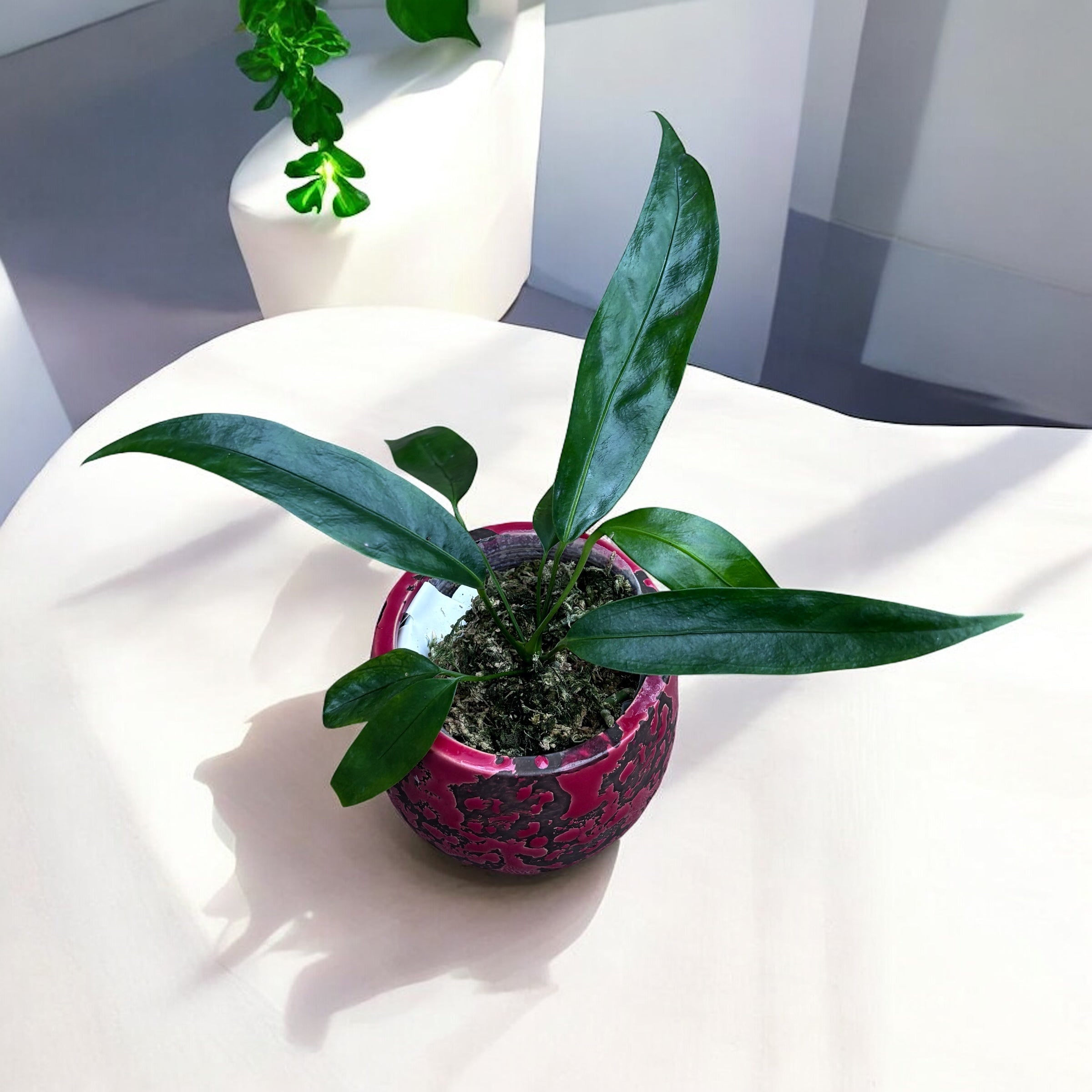 Anthurium pendens 'JA'