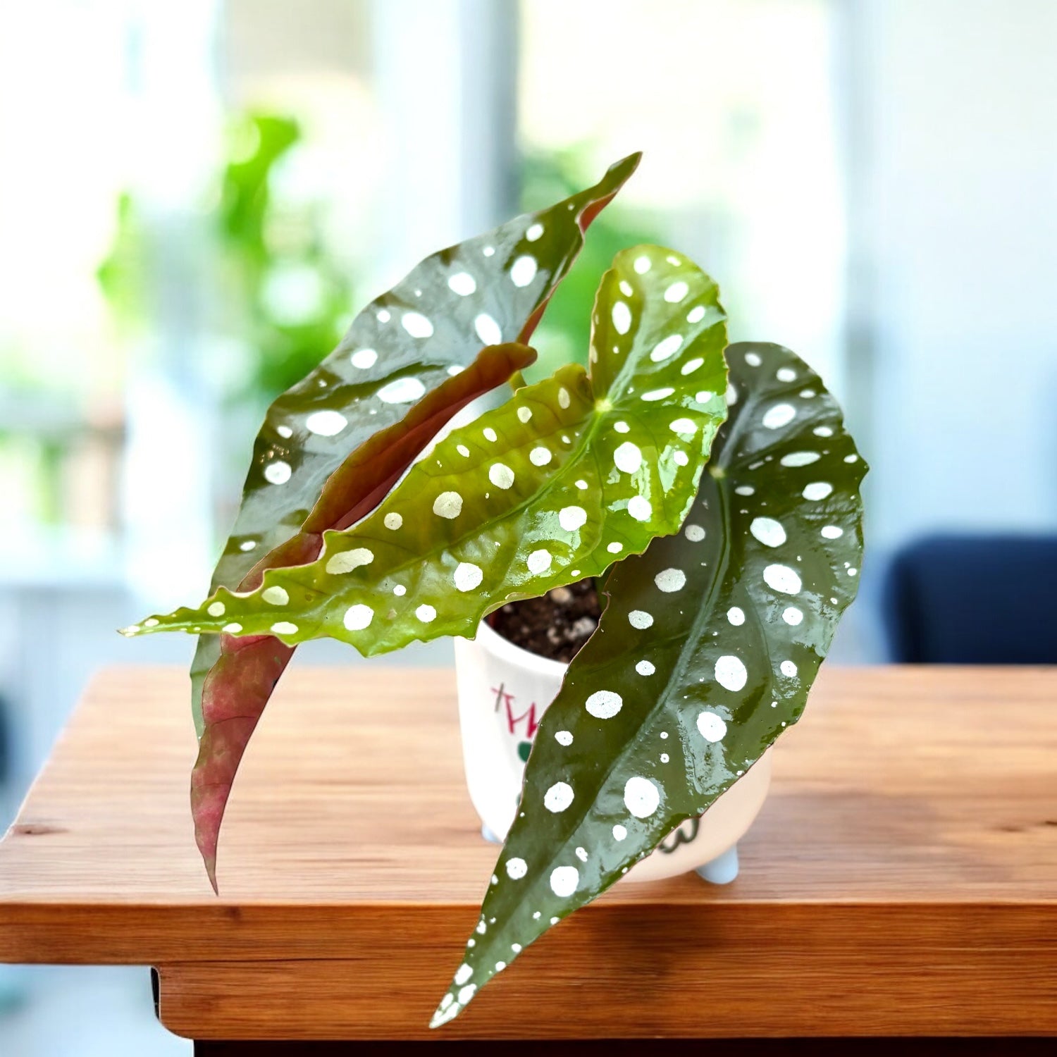 Begonia Maculata (Gefleckte Begonie) *Babypflanze