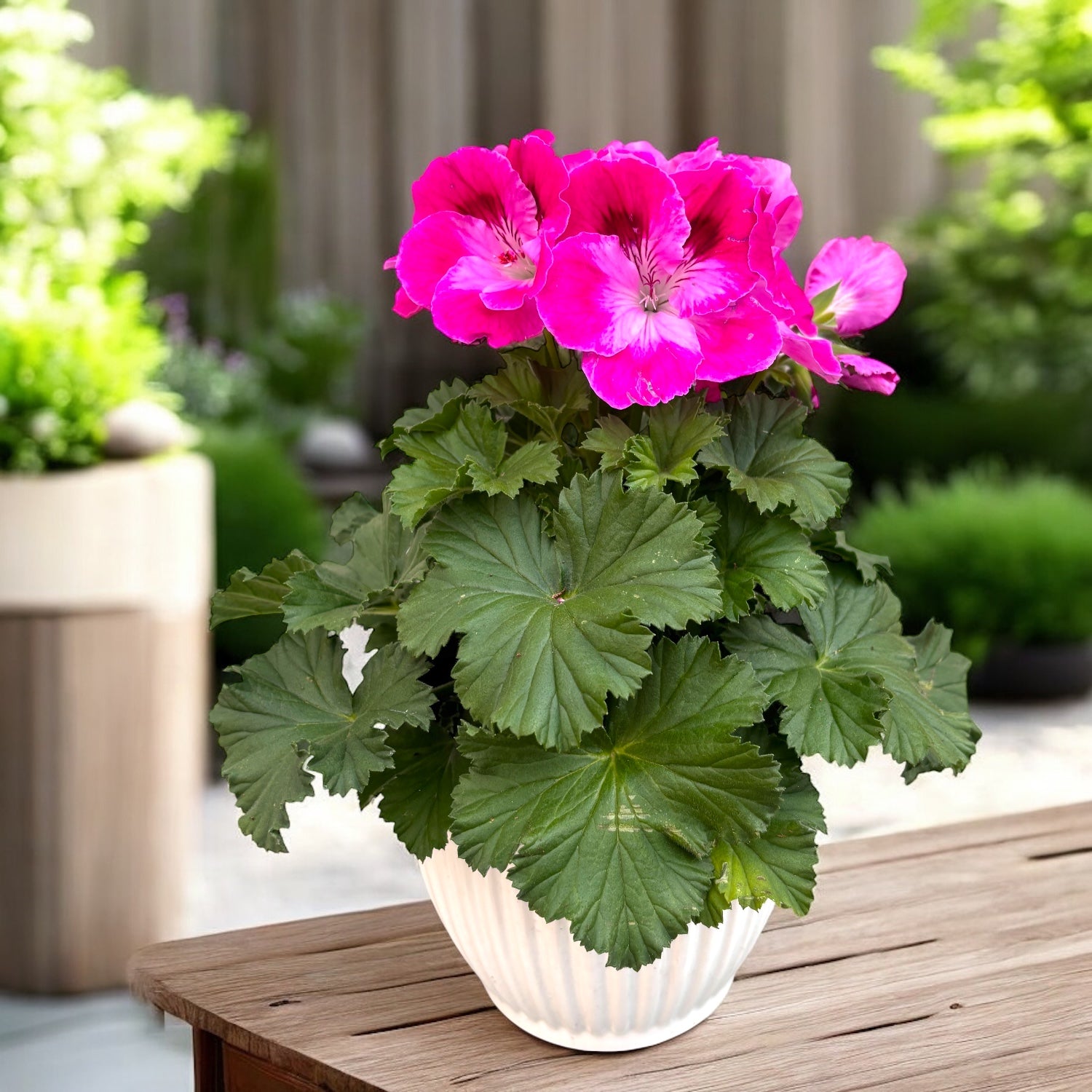 Pelargonium Grandiflorum ‘Red Velvet’ - muscate englezesti