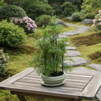 Bonsai Metasequoia (forest)