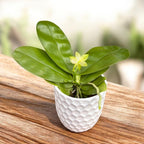 Phalaenopsis violacea var. alba - flori intens parfumate