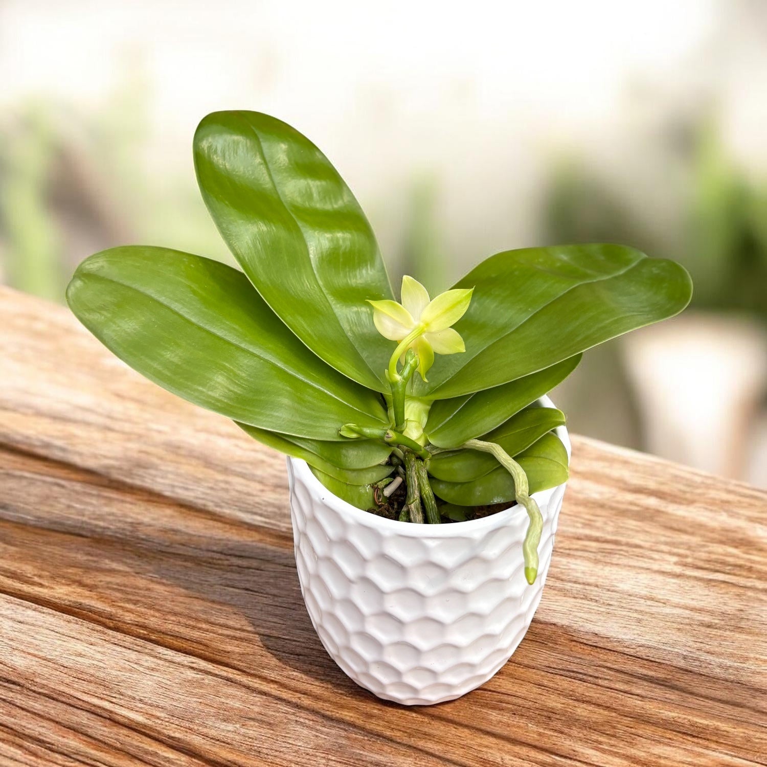 Phalaenopsis violacea var. alba - flori intens parfumate
