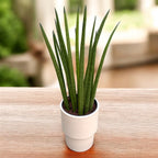 Sansevieria cylindrica 'Straight' – Sansevieria with cylindrical, upright leaves