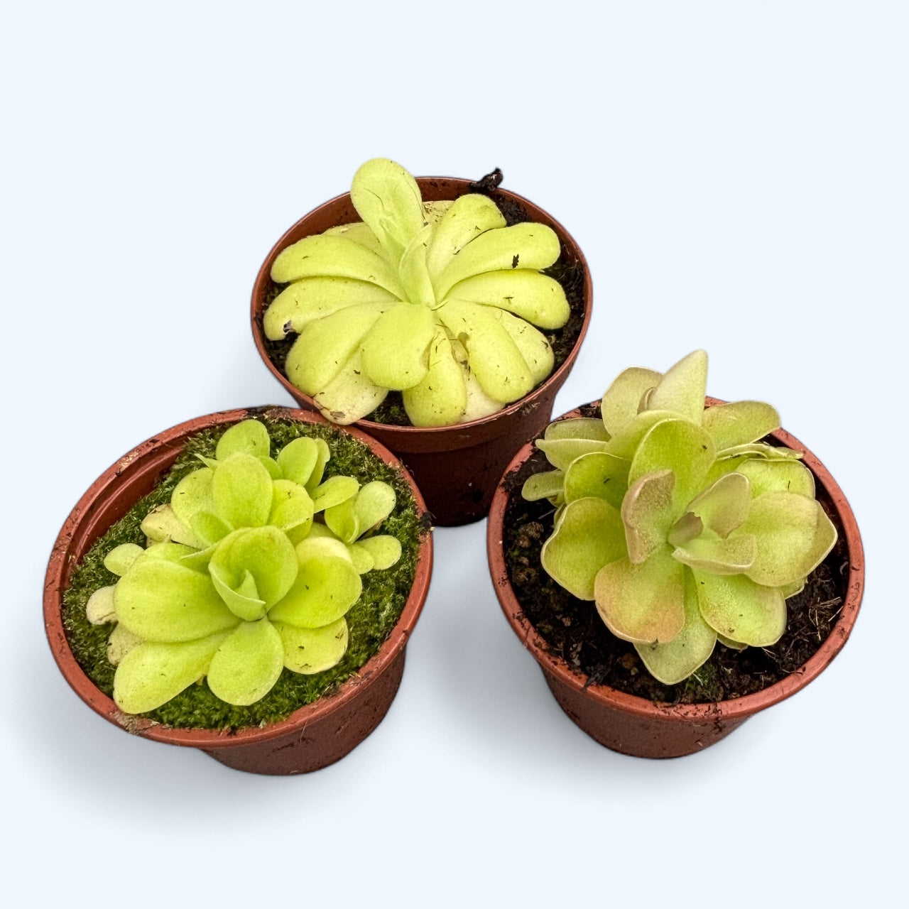 Pinguicula mix - planta carnivora delicata cu frunze lipicioase si flori spectaculoase