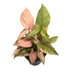 Syngonium podophyllum 'Red Spot' (Pink Splash) full pots