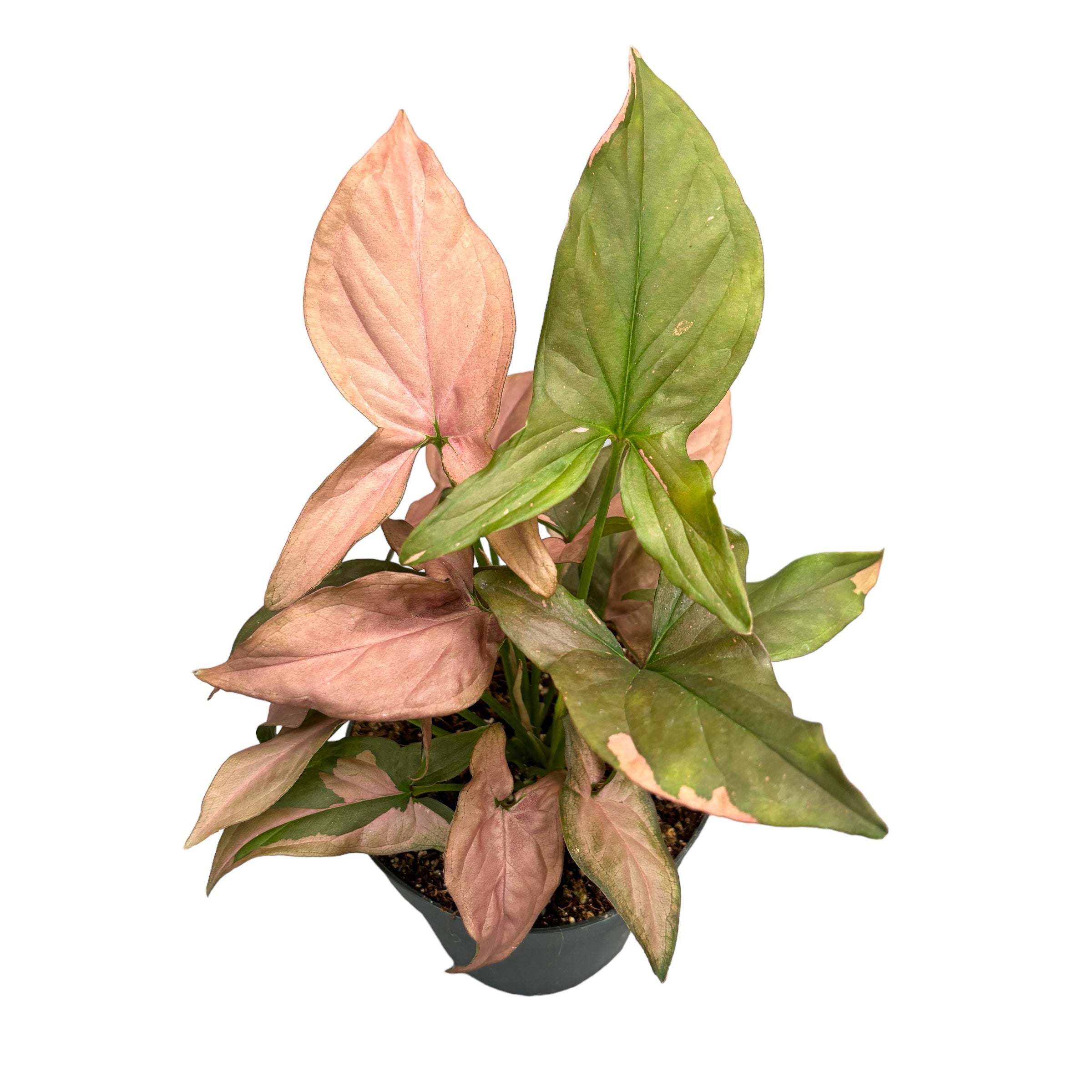 Syngonium podophyllum 'Red Spot' (Pink Splash) full pots