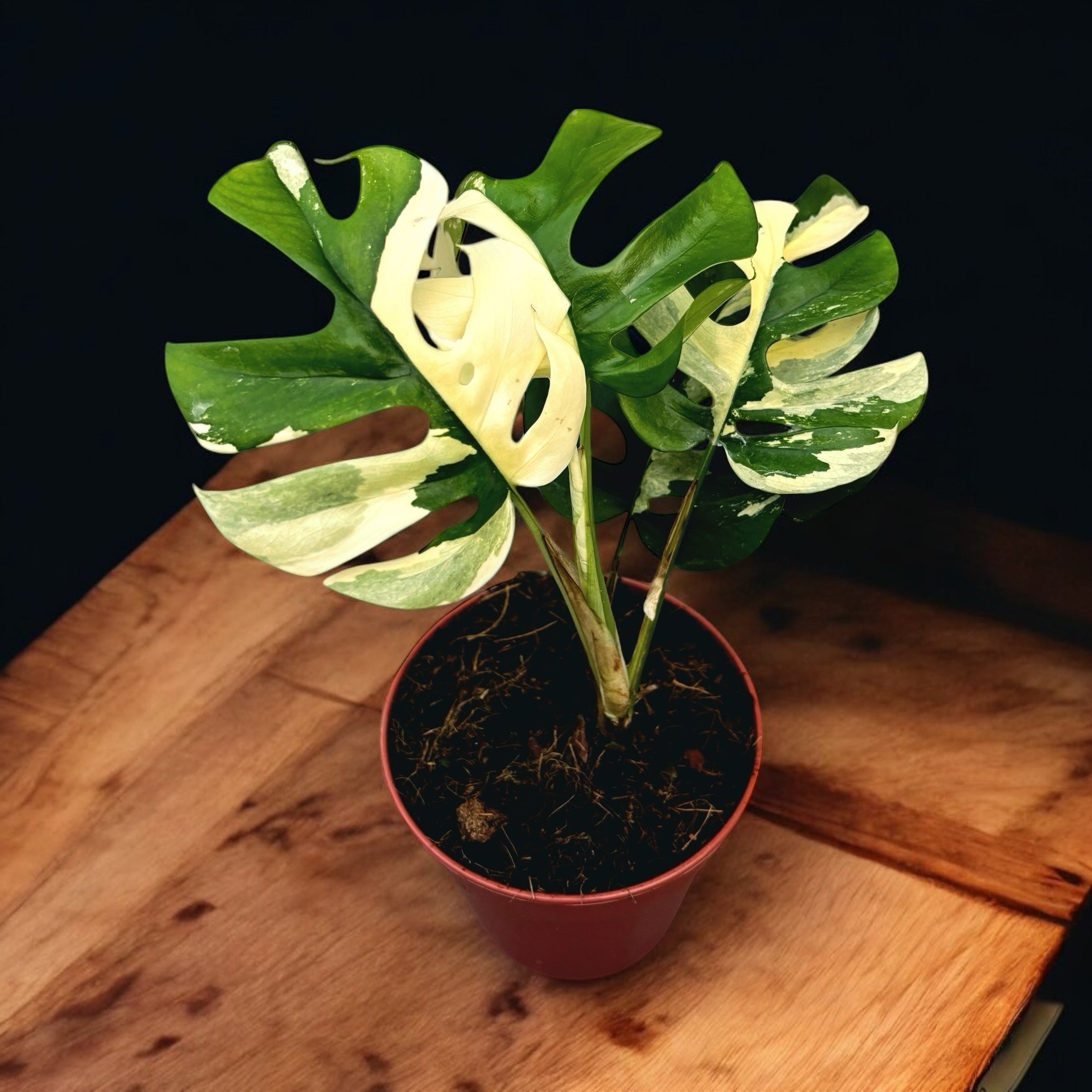 Monstera minima 'Variegata' (Rhaphidophora tetrasperma 'Variegata