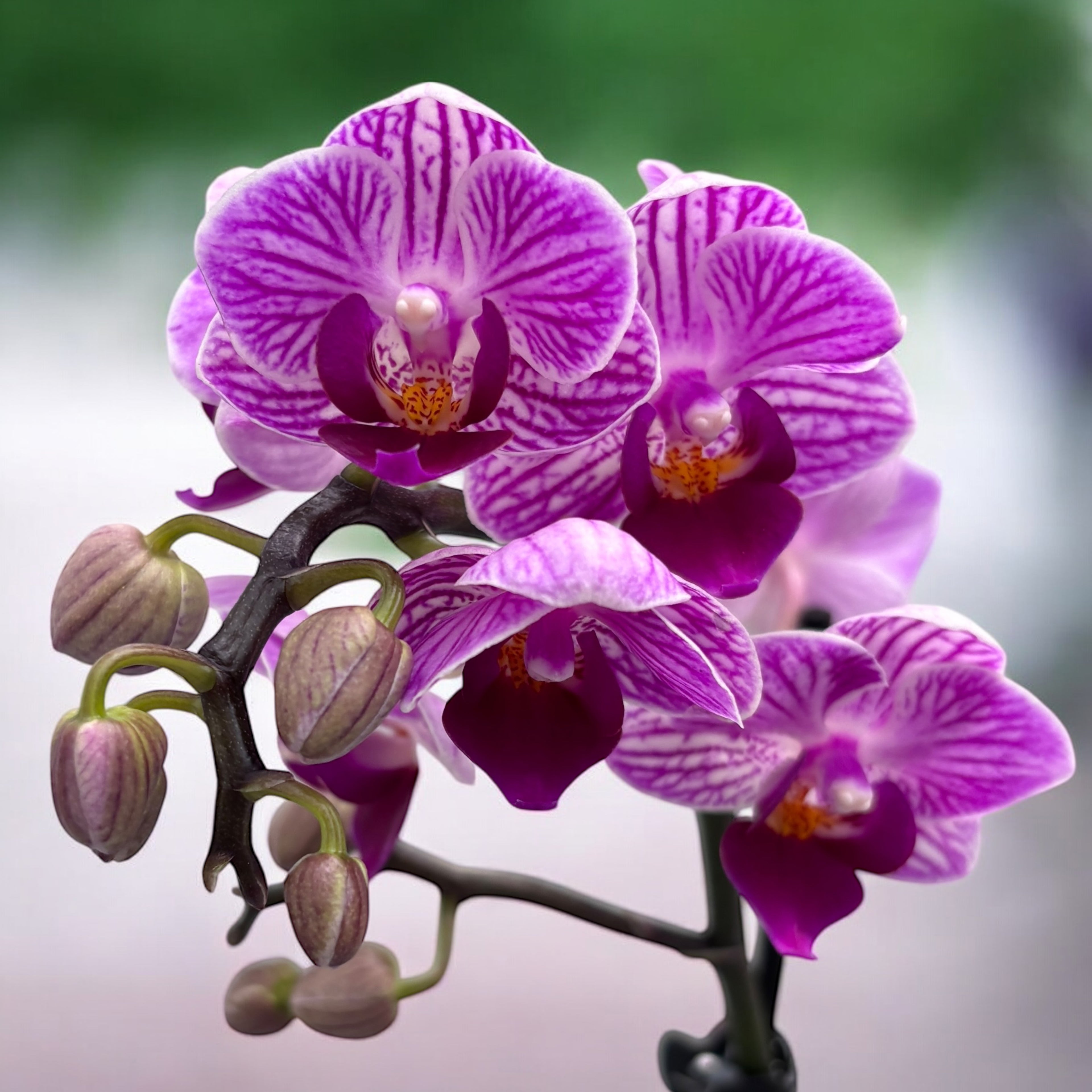Phalaenopsis Sogo Vivien (frunze variegate)