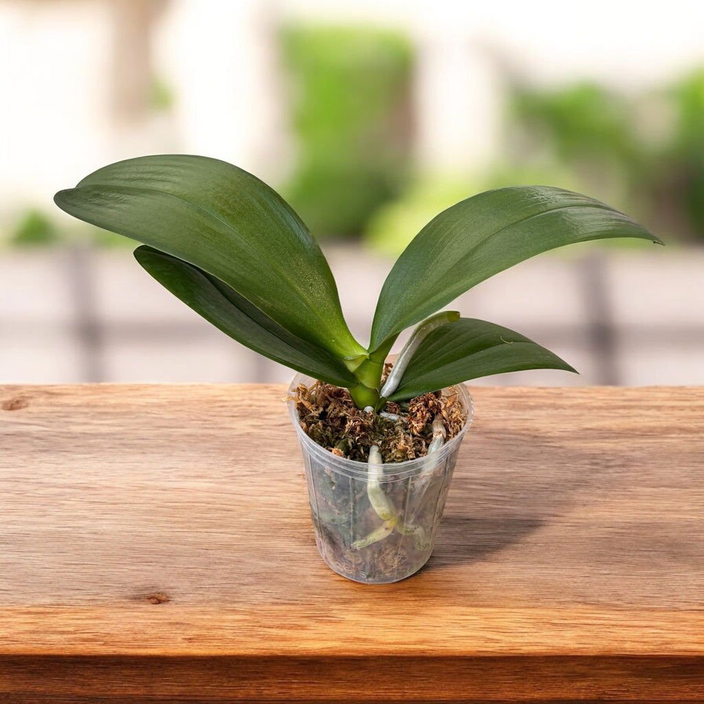 Phalaenopsis Younghome Victory Star