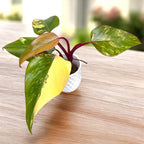 Philodendron Erdbeerschütteln