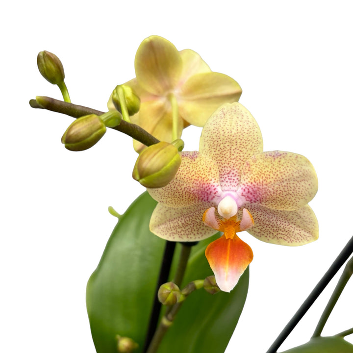 Phalaenopsis Ivoorkust