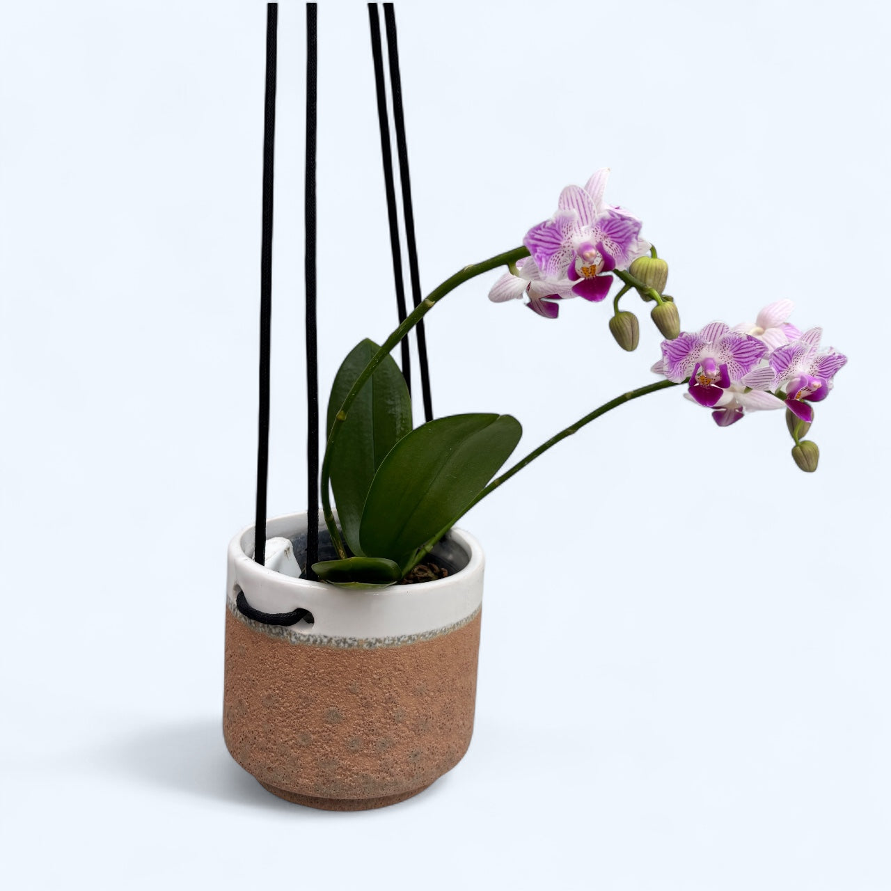 Ghivece ceramice cu agatatoare D9