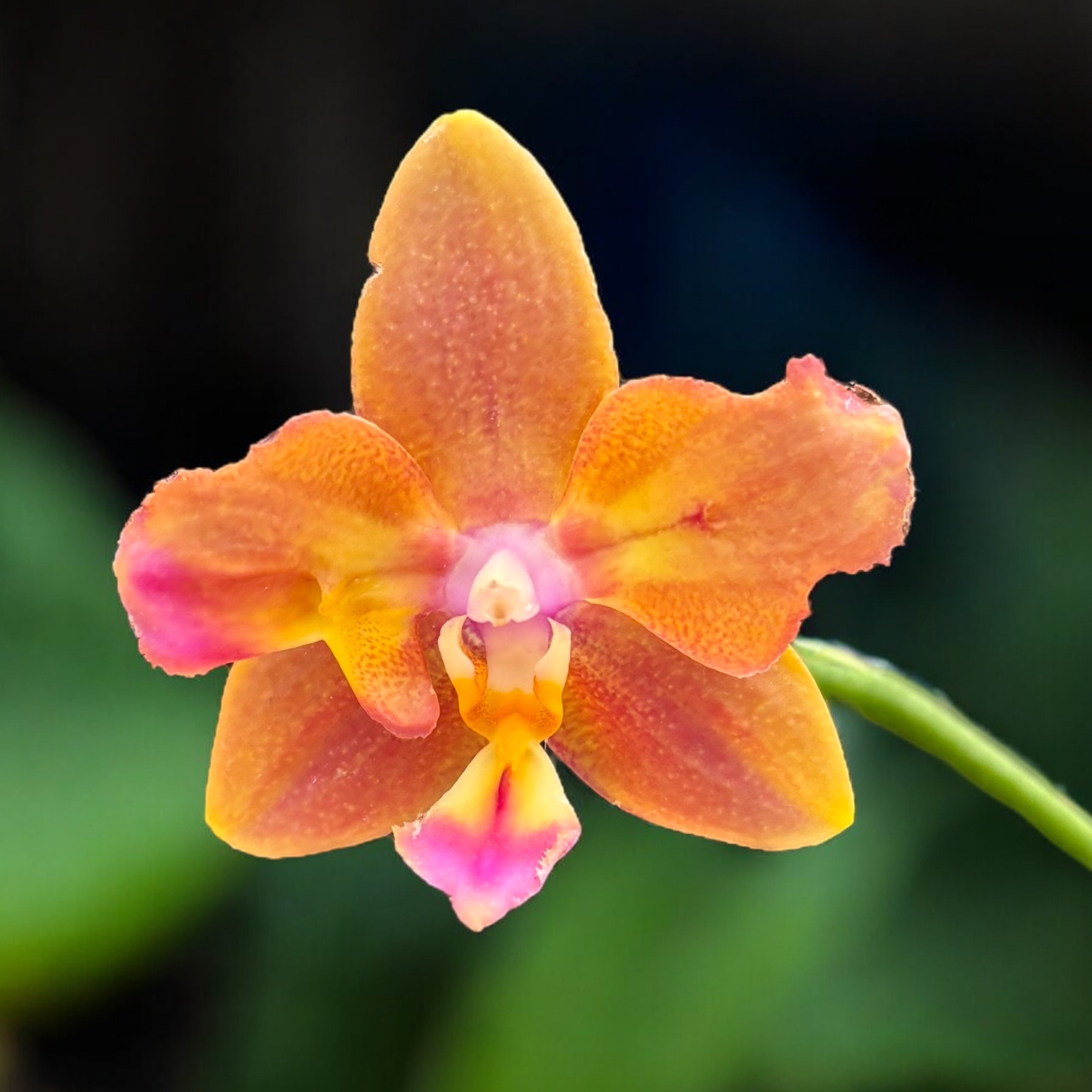 Phalaenopsis Meidarland Chambe '3253' (pélorique - papillon) *parfumée
