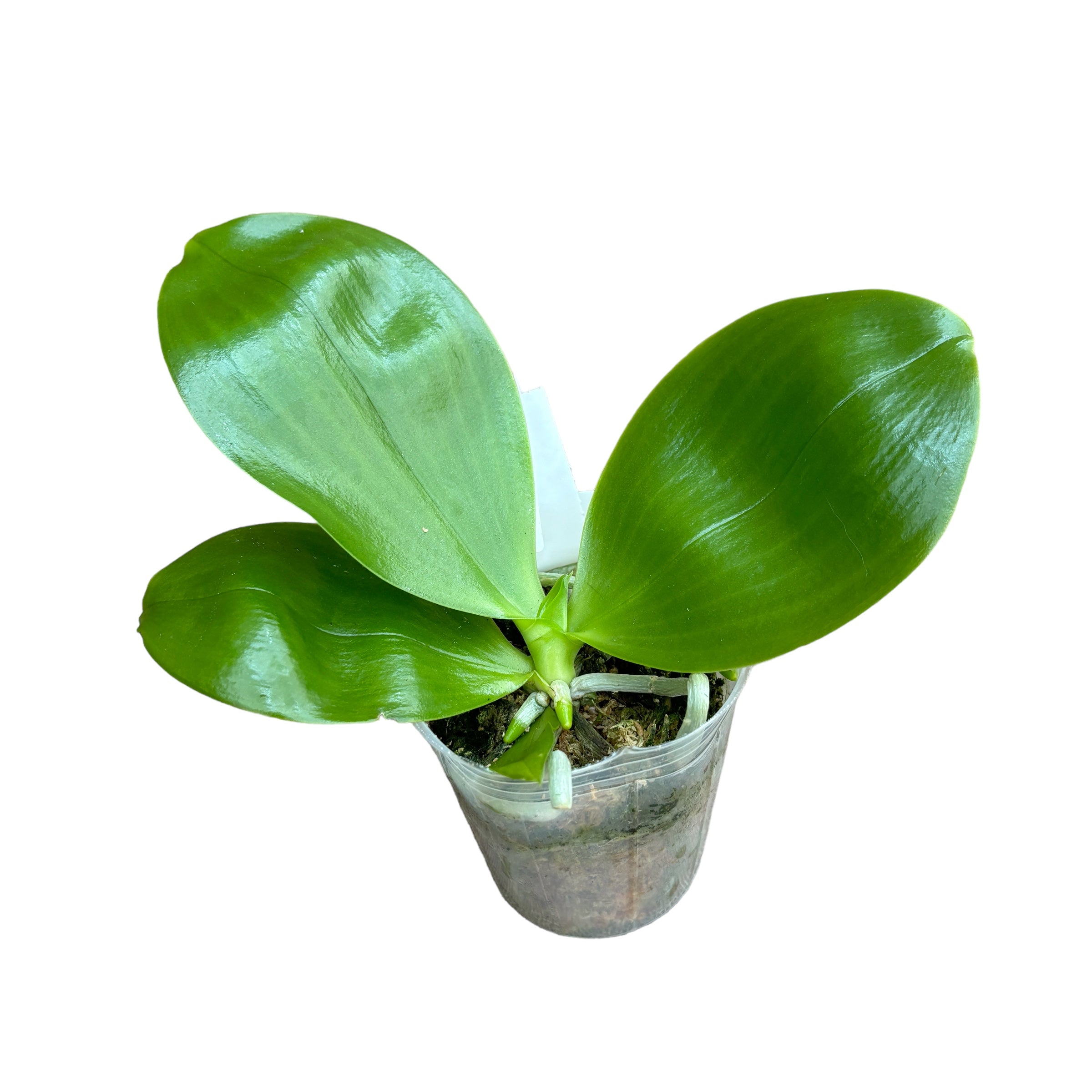 Phalaenopsis Yaphon Christmas '860' parfumat